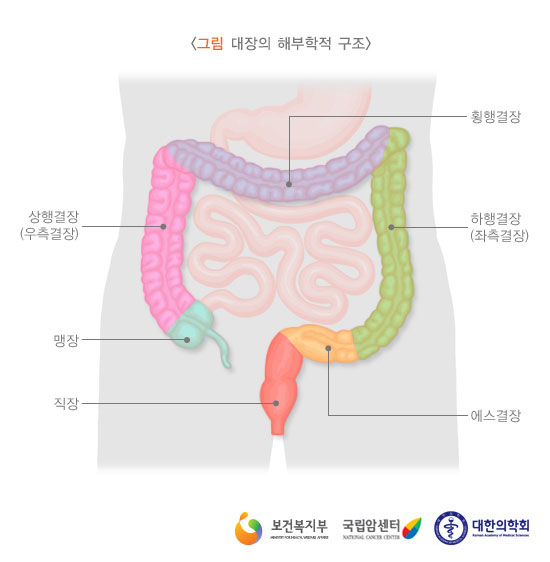 [그림: 대장의 해부학적 구조] 횡행결장, 상행결장, 하행결장, 맹장, 직장, 에스결장(출처: 보건복지부, 국립암센터, 대한의학회)