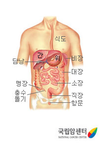 식도와 간 안래 비장 좌측 소장 위(출처: 국립암센터)