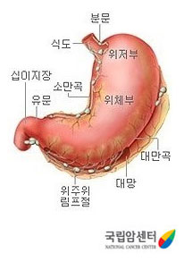 식도 분문, 위저부, 위체부, 소만곡, 유문, 십이지장, 대만곡, 대망, 위주위 림프절(출처: 국립암센터)