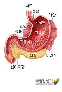 식도, 분문, 위저부, 위체부, 전정부, 소만곡, 유문, 대망, 대만곡, 췌장, 십이지장(출처: 국립암센터)