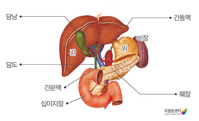 담낭, 간동맥, 간, 위, 비장, 담도, 간문맥, 십이지장, 췌장 등의 부위