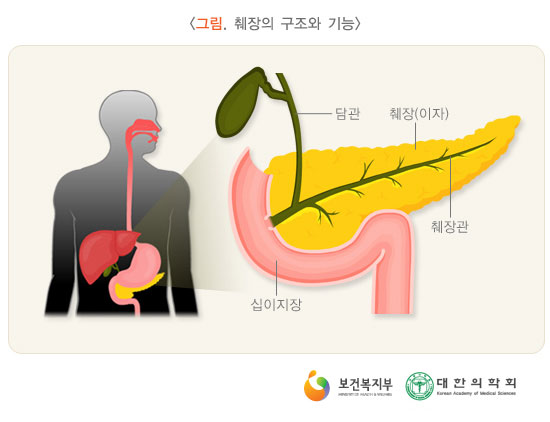[그림: 췌장의 구조와 기능]담관, 췌장, 췌장관, 십이지장 부위(출처: 보건복지부, 대한의학회)