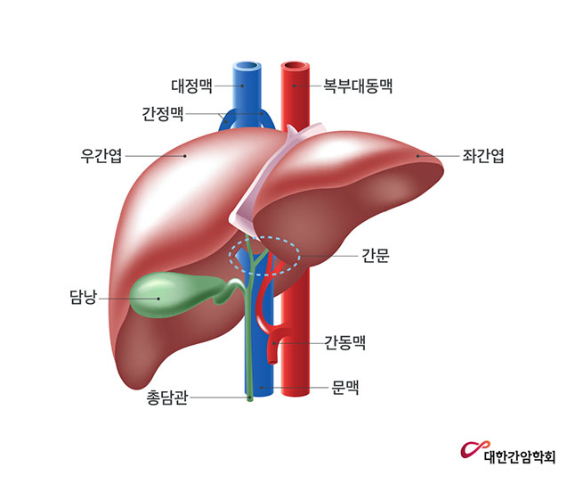 대정맥, 복부대동맥, 간정맥, 우간엽, 담낭, 좌간엽, 간문, 간동맥, 문맥, 총담관 등 간의 부위 <출처: 대한간암학회>