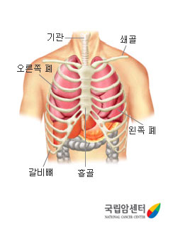 기관, 쇄골, 왼쪽 폐, 오른쪽 폐, 흉골, 갈비뼈 등 폐의 위치(출처:국립안센터)