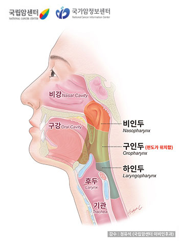 비강, 구강, 후두, 기관, 비인두, 구인두, 하인두 등 부위(출처: 국립암센터, 국가암정보센터)