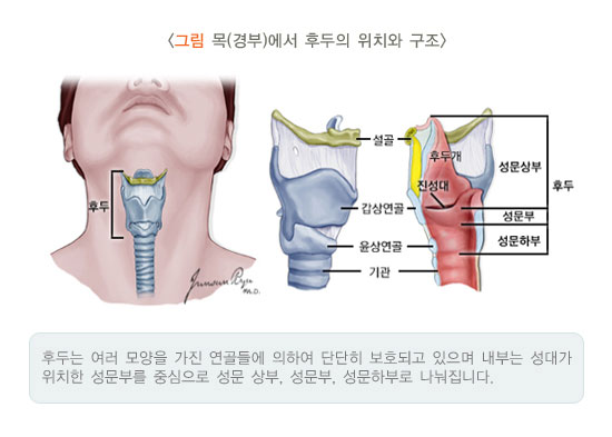 [그림: 목(경부)에서 후두의 위치와 구조] 설골, 갑상연골, 윤상연골, 기관, 후두개, 진성대, 후두 (성문상부, 성문부, 성문하부) (출처: 국가건강정보포털)