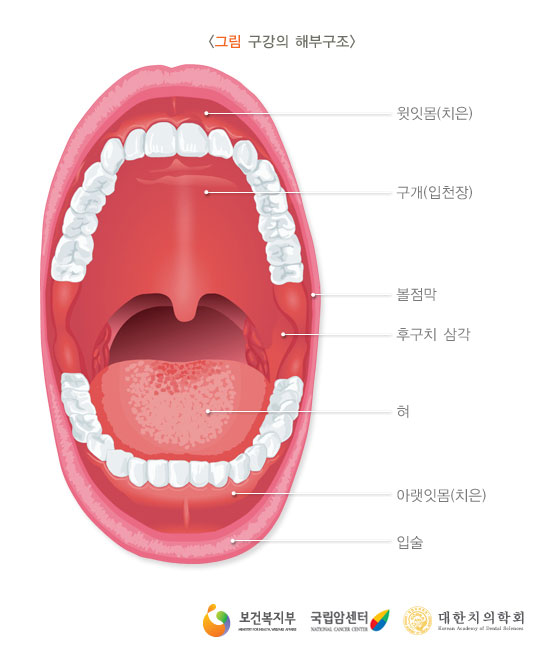 [그림: 구강의 해부구조]윗잇몸(치은), 구개(입천장) 볼점막, 후구치 삼각, 혀, 아랫잇몸(치은), 입술(출처: 보건복지부, 국립암센터, 대한치의학회)