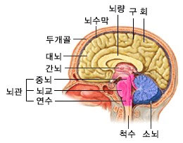 대뇌, 간뇌, 뇌간(중뇌, 뇌교, 연수), 두개골, 뇌수막, 뇌랑, 구, 회, 척수, 소뇌 등 뇌의 구조