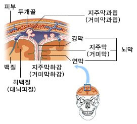 피부 아래 두개골이 위치하고 그 아래 뇌막(경막, 지주막, 연막)이 백질과 회백질을 둘러싸고 있다. 지주막은 지주막과립과 지주막 하당으로 이루어져있다.