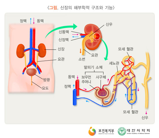 [그림:신장의 해부학적 구조와 기능] 신장, 요관, 방광,요도의 위치(출처: 보건복지부, 국립암센터, 국가암정보센터)