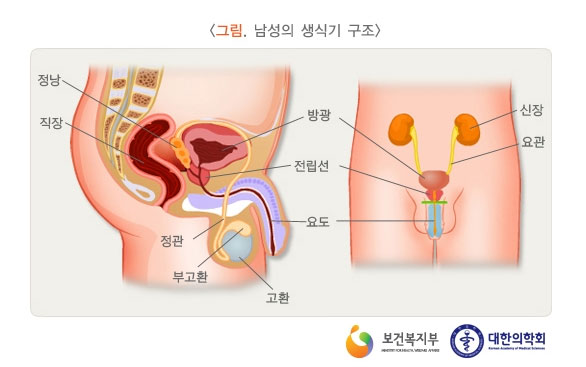 [그림: 남성의 생식기 구조] 정낭, 직장, 정관, 부고환, 고환, 방광, 전립선, 요도, 신장, 요관(출처: 보건복지부, 대한의학회)