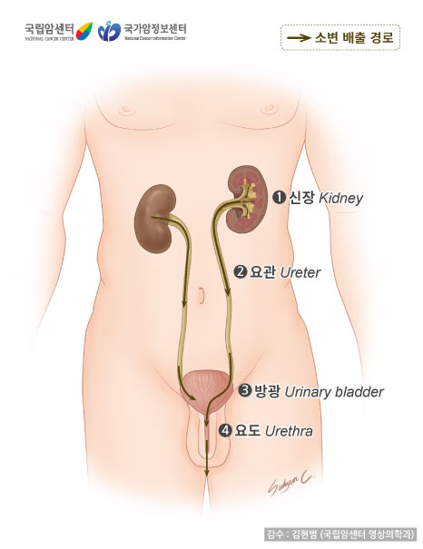 신장, 요관, 방광, 요도 (출처: 국립암센터, 국가암정보센터)