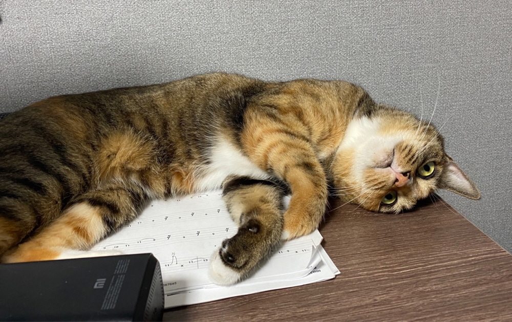 귀여운 제 고양이